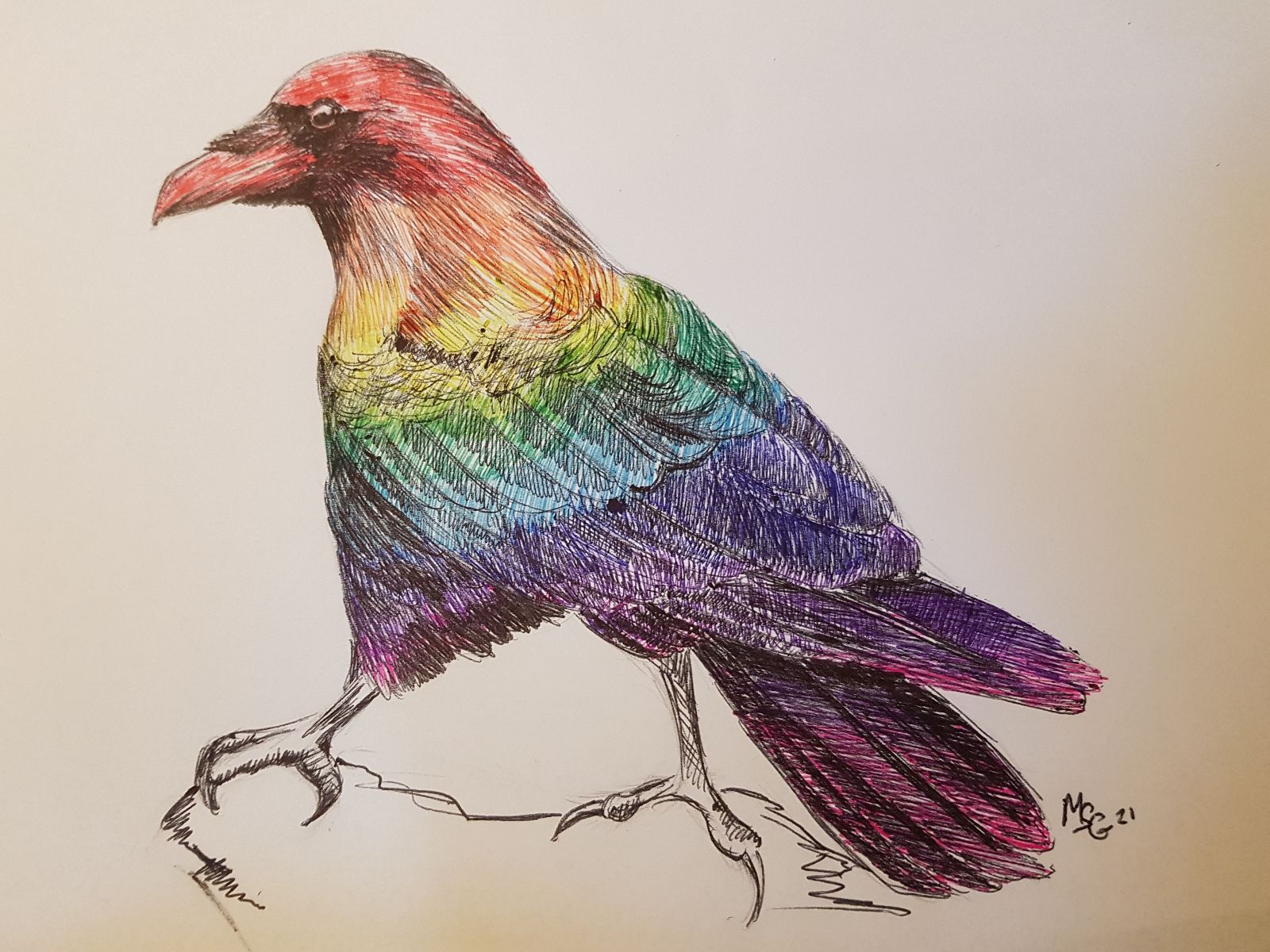 Ink drawing of a raven with rainbow feathers instead of black.